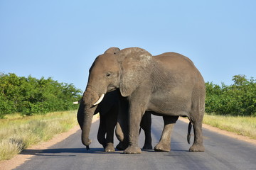 Obraz na płótnie Canvas right of way,elephants on road,Kruger National park in South Africa