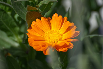Beautiful orange flower in the garden with a colorful background