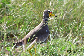 african wattled lapwing