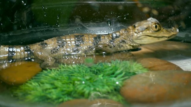 A small crocodile in the Aquarium