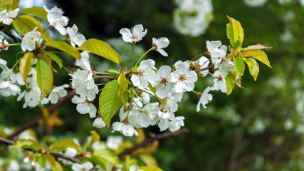 white cherry tree branch flowers in spring