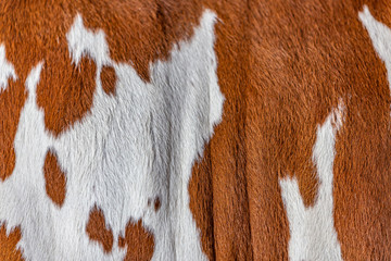 Zebu elite cattle fur © Paulo Nabas