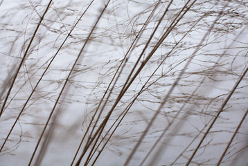 Dry grass against the gray sky