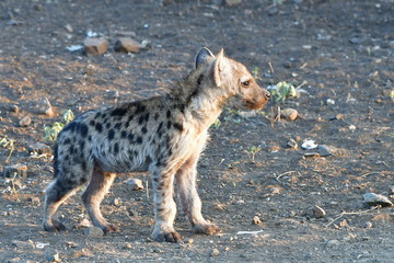  hyaena young one in Kruger National park in South Africa