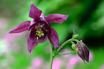 Schwarzviolette Akelei;  Aquilegia atrata