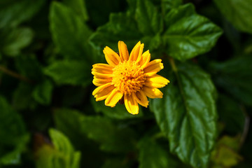 nature, flower, yellow, beautiful, beauty, background, plant, summer, fresh, garden, green, natural, spring, color, sun, grass, light, gift, love, holiday