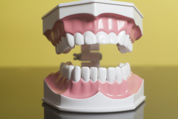 Dental human teeth model