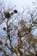 Bare trees with mistletoes