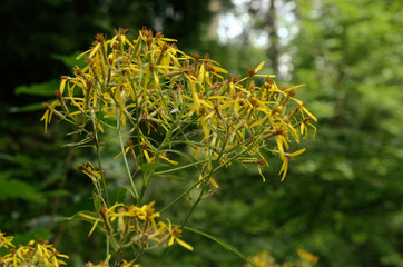 Senecio ovatus; Wood ragwort in the forests of Neuchastel