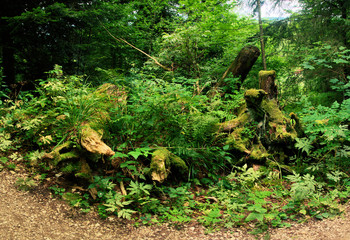 Decay in the forests of Neuchastel, dead wood