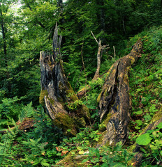 Fototapeta na wymiar Decay; dead wood in forest