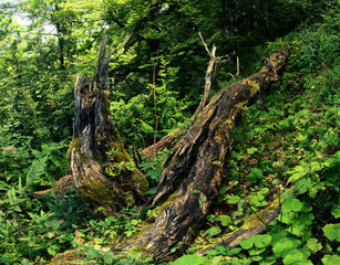 Fototapeta premium Decay; dead wood in forest