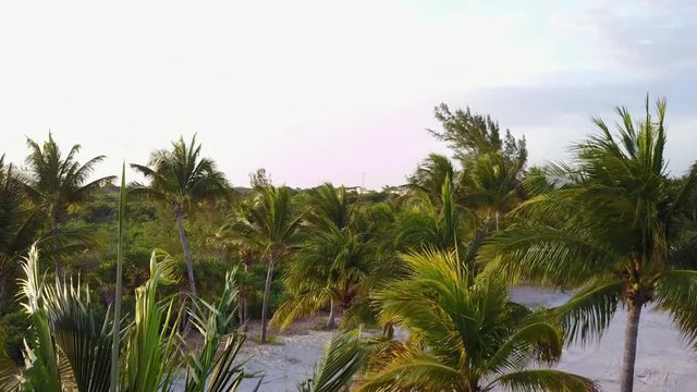 Aerial drone shot. The camera slowly flies above the coconut palms. Beautiful sunset on the coast of the Caribbean Sea. Riviera Maya, Quintana Roo, Mexico.