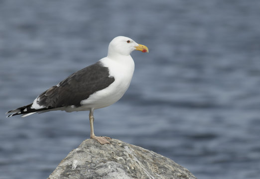 Great Black-backed gull
