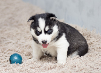 Fototapeta premium puppy blue ball