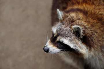 Lotor common raccoon