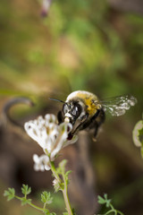 Fotografia macro de abejorro