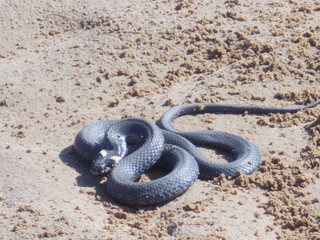 уж тоже змея