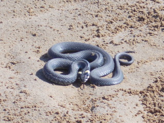 уж тоже змея