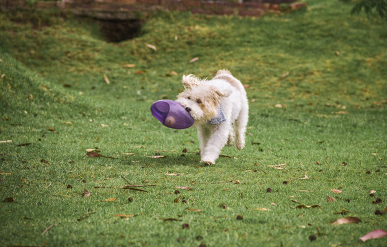 a dog running on the grass with a toy in its mouth