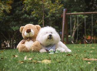  French bichon dog lying on the grass next to a stuffed animal and some baby shoes