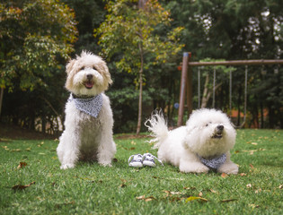  a dog lying down and another dog sat on the grass behind two baby shoes