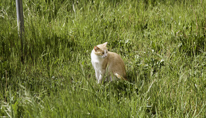 Abandoned street cats
