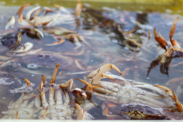crab fresh from boat 