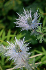 Eryngium alpinum, 