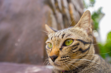 Asian cat breeds