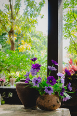 purple flowers in a jar at garden.