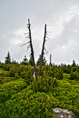Fototapeta premium Nature in the Bohemian Forest