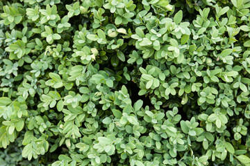 Buxus evergreen branches
