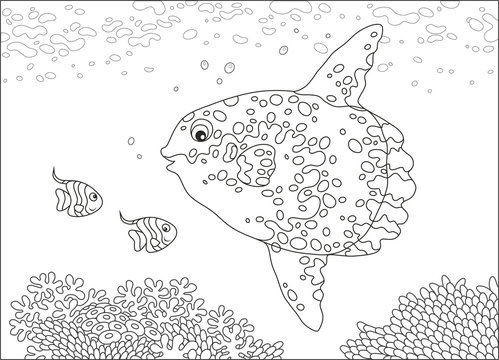 Big fish-moon and small butterfly fishes swimming over corals of a reef in a tropical sea, black and white vector illustration in a cartoon style for a coloring book