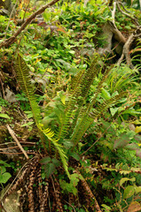 Hard Fern in the forests near the Creux du Van
