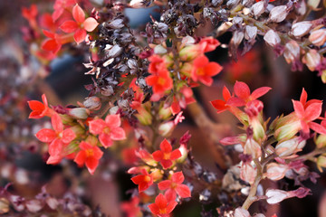 flower, red, nature, background, floral, summer, spring, beauty, garden, beautiful, plant, natural, green, sky, day, valentine, love, view, leaf, wild