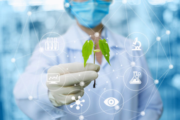 Sample of a plant in the hands of a biotechnologist .