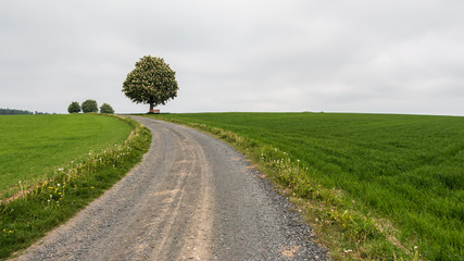 Weg zu einer Bank unter einem Kastanienbaum. Panorama