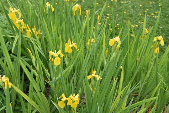 Iris des marais jaune au printemps