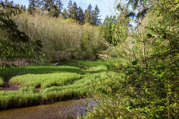 Fototapeta na wymiar peat and grass growing in stream