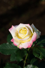 早朝のピンクと黄色のばら「ベラローマ」の花のアップ