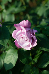 早朝の紫色のばら「シャルルドゴール」の花のアップ