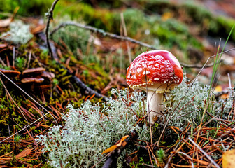 Amanita mushroom