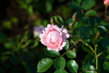 早朝のピンク色のばら「サマーモルゲン」のアップ