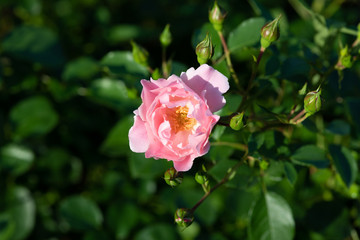 早朝のピンク色のばら「サマーモルゲン」のアップ