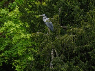 Heron 