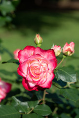 早朝のピンクと白のばら「ジュビレデュプリンス ドゥモナコ」の花のアップ