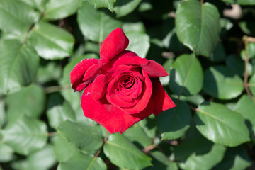 朝の赤いばらの花のアップ