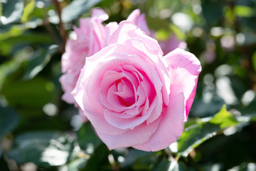 朝のピンク色のばらの花のアップ