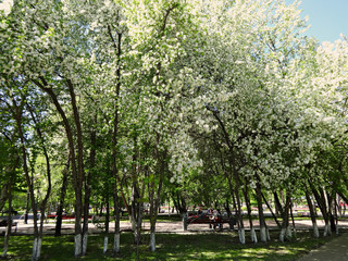 Fototapeta na wymiar Цветение белых яблонь в парке в солнечный весенний день 